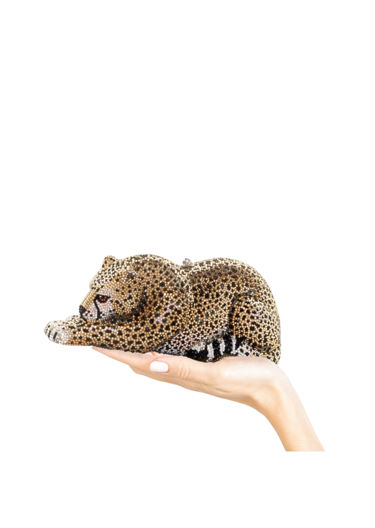Wildcat Chiquita